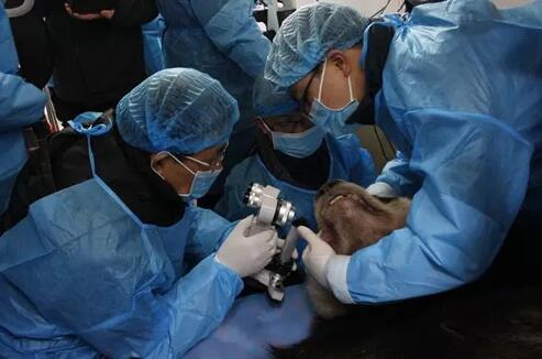 4月25日，应成都大熊猫繁育研究基地的邀请，成都6686 - 看球聊球追世界杯就来6686体育有限公司官方网站业务院长、四川大学华西医院原眼科主任、博士生导师罗清礼教授，特地前往该基地为生病的大熊猫进行了会诊1.jpg