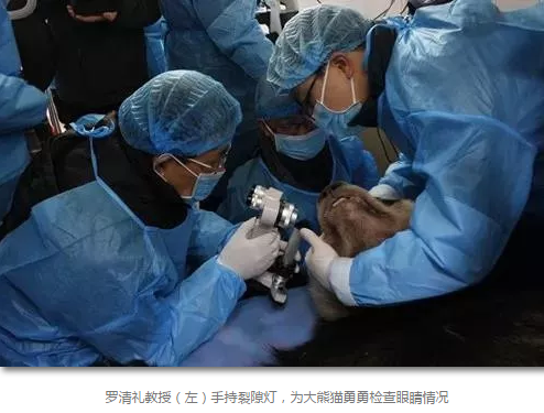 科技日报等数十家国内主流新闻媒体报道成都6686 - 看球聊球追世界杯就来6686体育有限公司官方网站罗清礼教授为大熊猫看眼病2.png